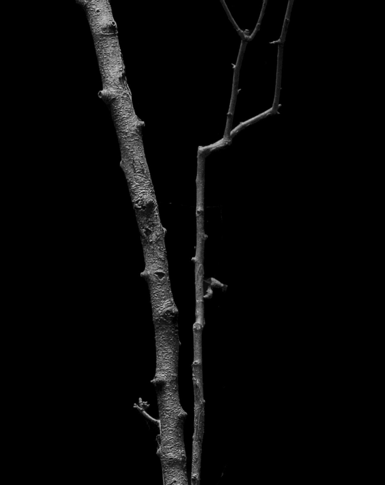 Baum – signierter Kunstdruck in limitierter Auflage, Schwarz-Weiß-Naturfotografie (Zeitgenössisch), Photograph, von Ian Sanderson