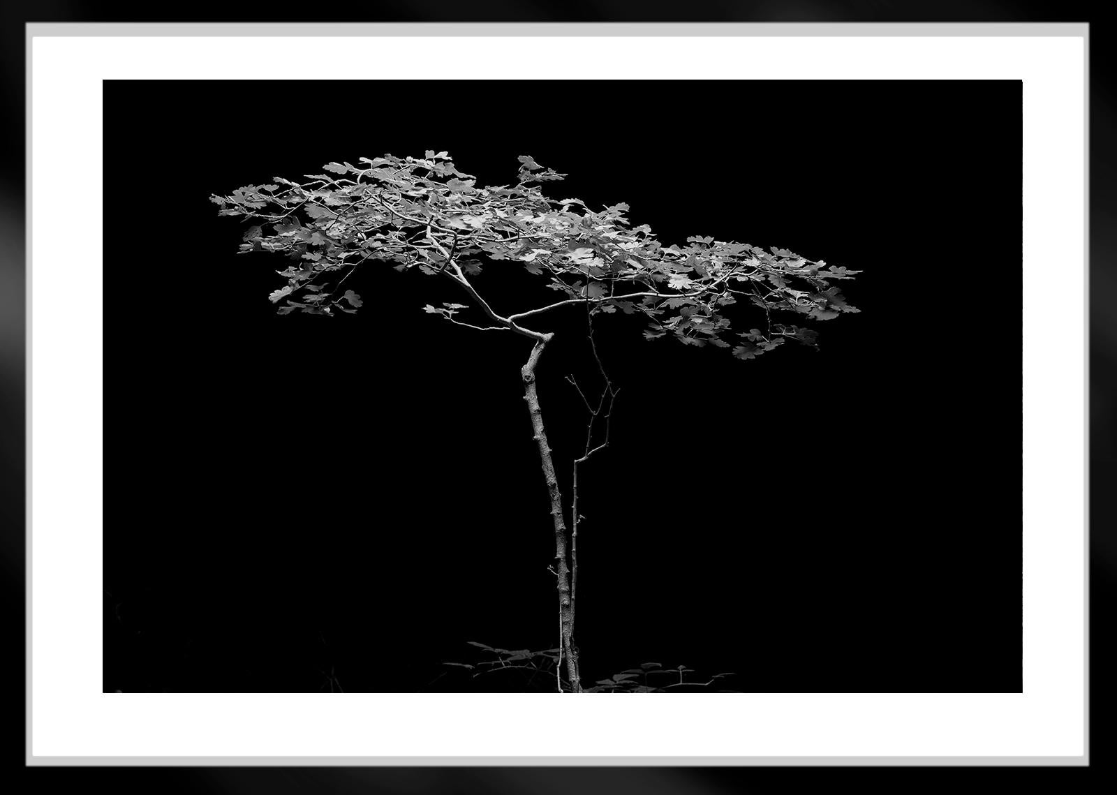 Tree -Signed limited edition fine art print, Black and White Nature Photography For Sale 1