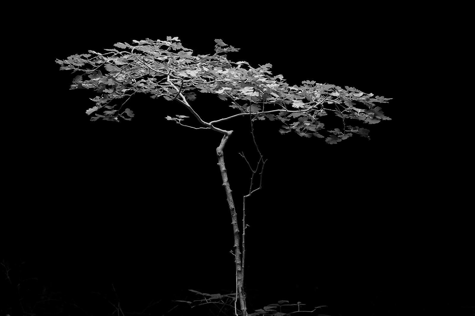 Ian Sanderson Still-Life Photograph – Tree- Signierter Kunstdruck in limitierter Auflage, Schwarz  Weiß Natur Foto, Still
