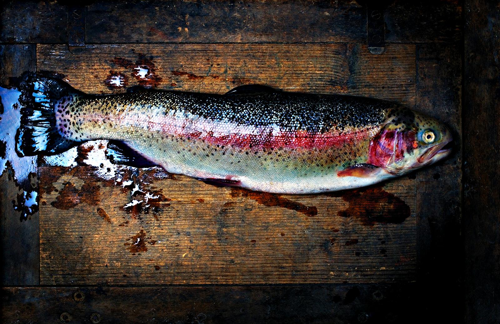 Ian Sanderson Still-Life Photograph - Trout - Signed limited edition fine art print, Color photography, Fish