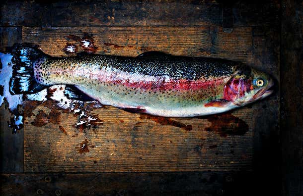 Ian Sanderson - Trout - Signed limited edition fine art print, Color ...