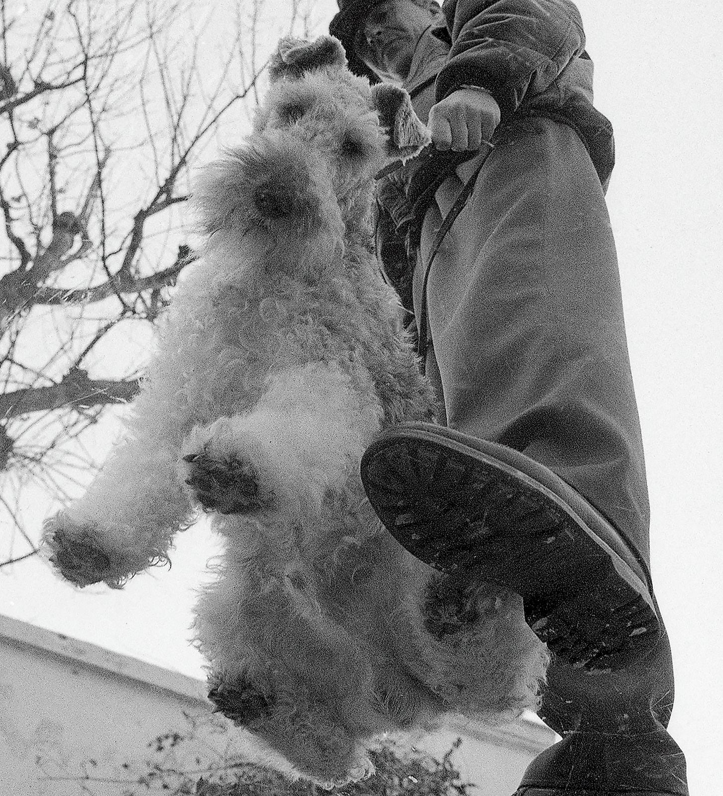 Up in the Air - Signed limited edition Fine art print, Contemporary Dog with man - Gray Figurative Photograph by Ian Sanderson