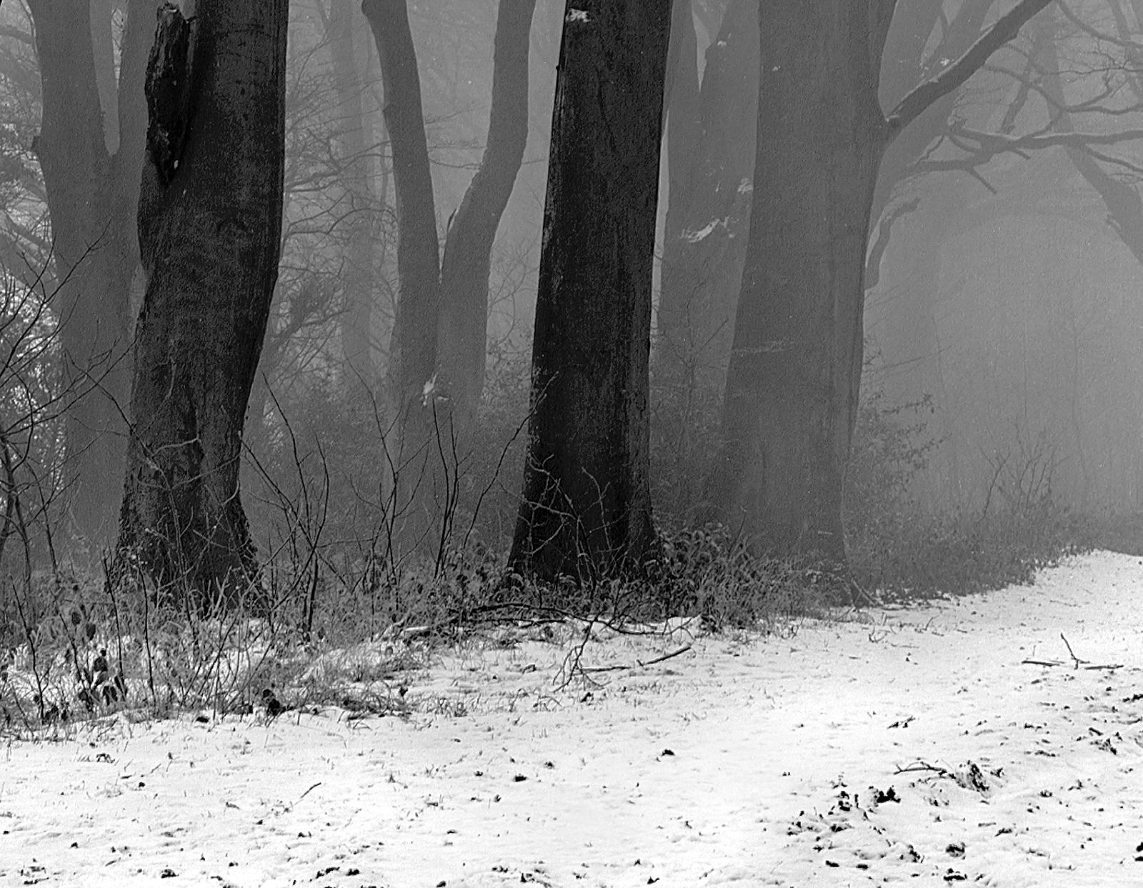 Gravure d'art en édition limitée signée, nature en noir et blanc, contemporaine- A Winter  - Photograph de Ian Sanderson