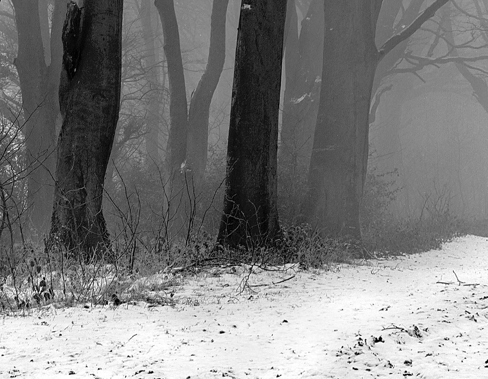Signierter Kunstdruck in limitierter Auflage, schwarz-weiß Natur, Contemporary- Winter – Photograph von Ian Sanderson