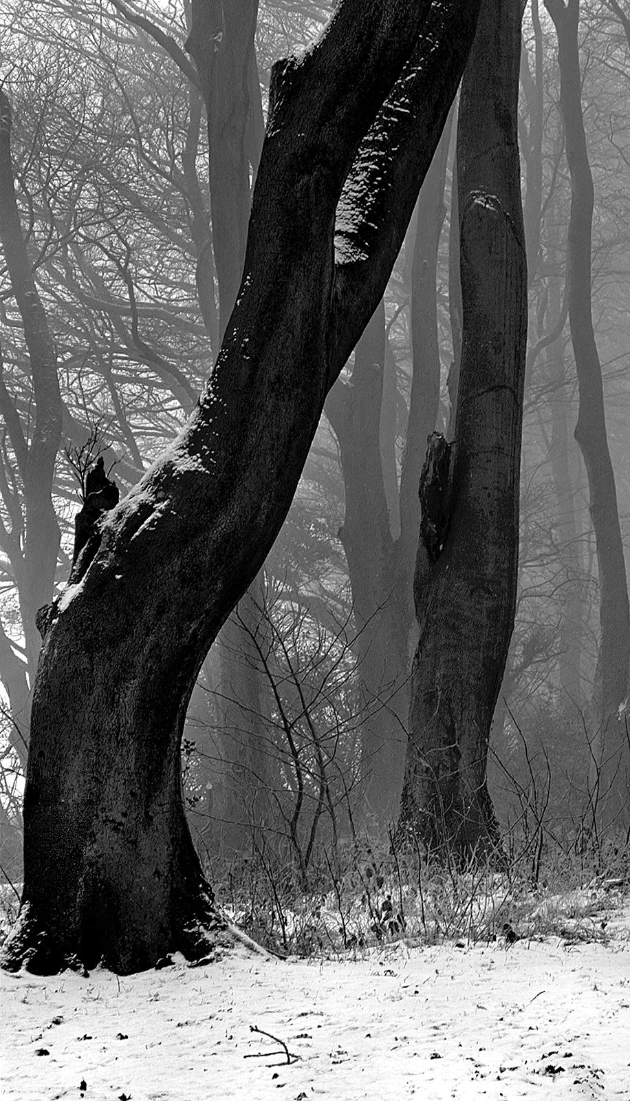 Gravure d'art en édition limitée signée, nature en noir et blanc, contemporaine- A Winter  - Contemporain Photograph par Ian Sanderson