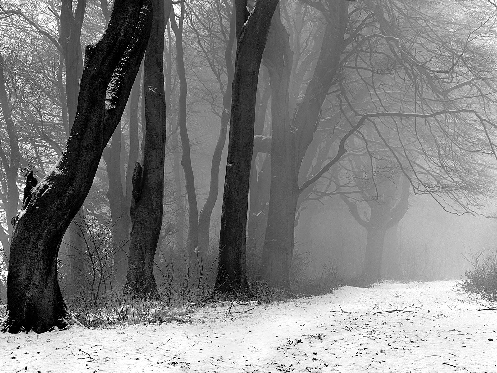 Gravure d'art en édition limitée signée, nature en noir et blanc, contemporaine- A Winter  - Gris Black and White Photograph par Ian Sanderson