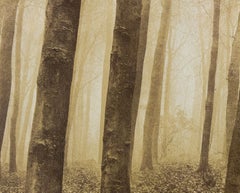 Wood - Signed limited edition contemporary landscape print, Color photo, Nature