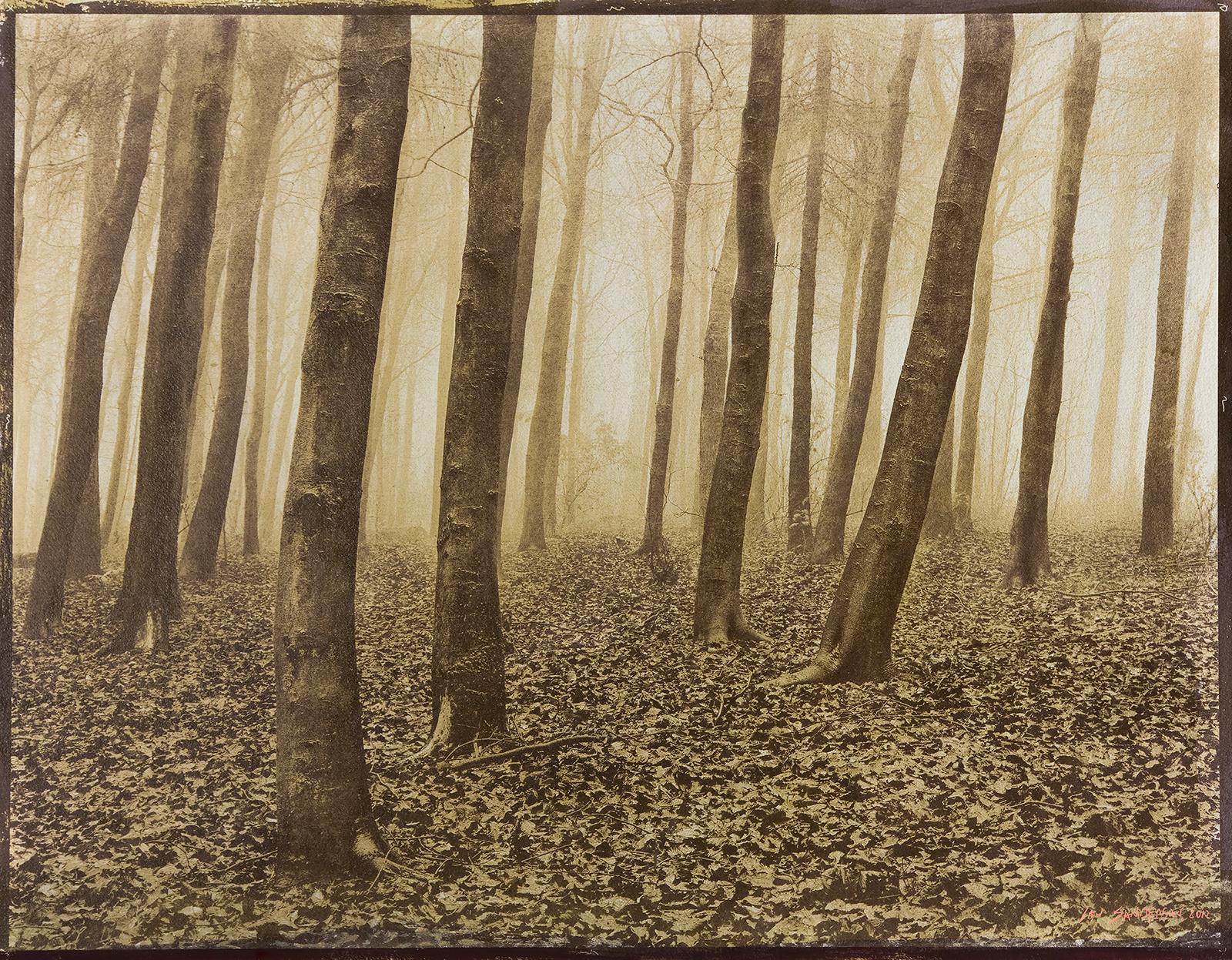 Ian Sanderson Color Photograph - Wood - Signed limited edition contemporary landscape print, Color photo, Nature