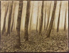 Wood - Signierter zeitgenössischer Landschaftsdruck in limitierter Auflage, Farbfoto, Natur
