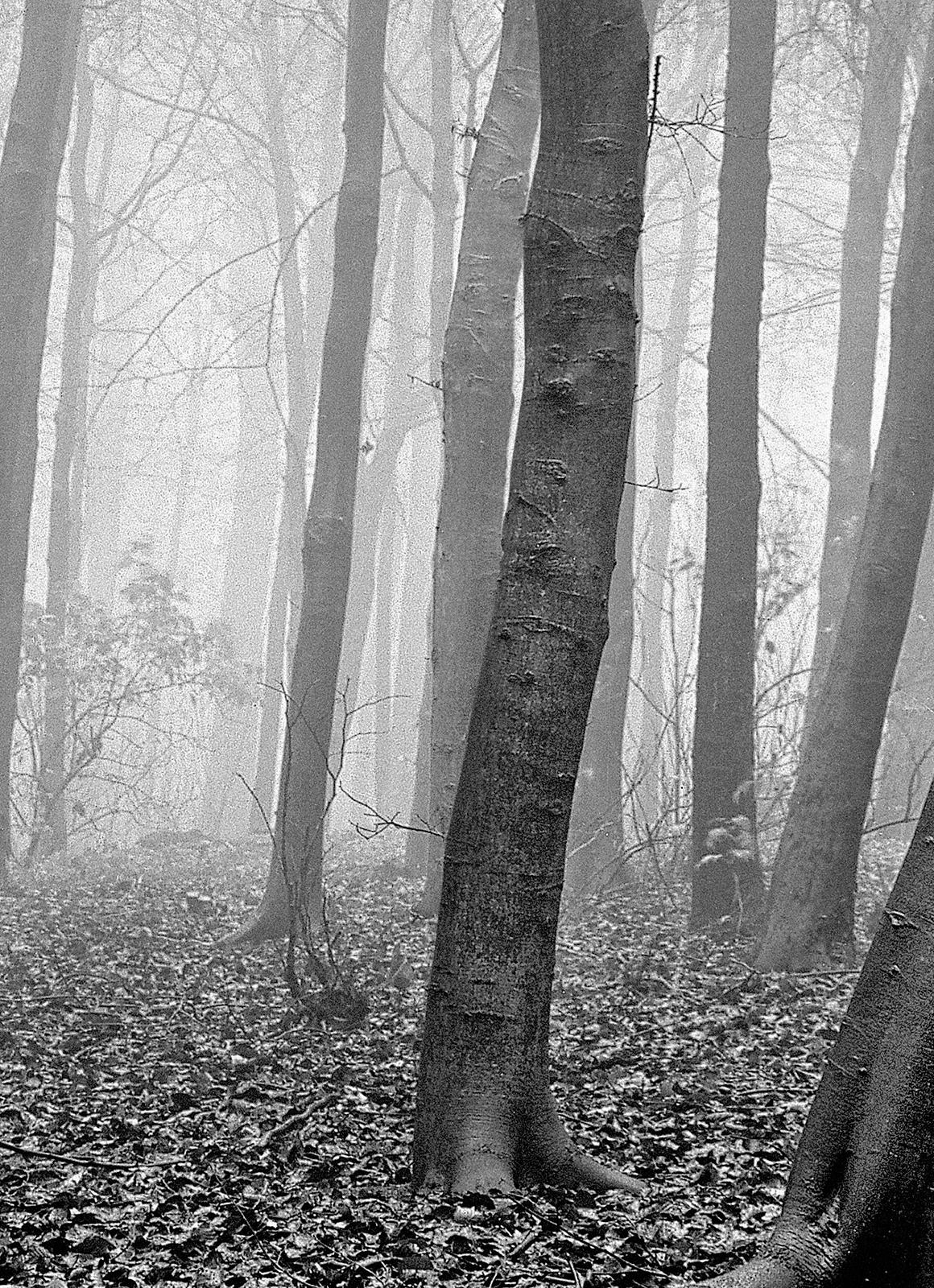 Wood- Signed limited edition nature print, Black white, Landscape, Contemporary - Photograph by Ian Sanderson