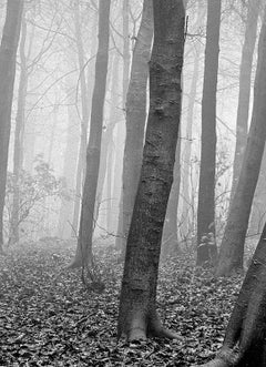 Wood- Signed limited edition nature print, Black white, Landscape, Contemporary