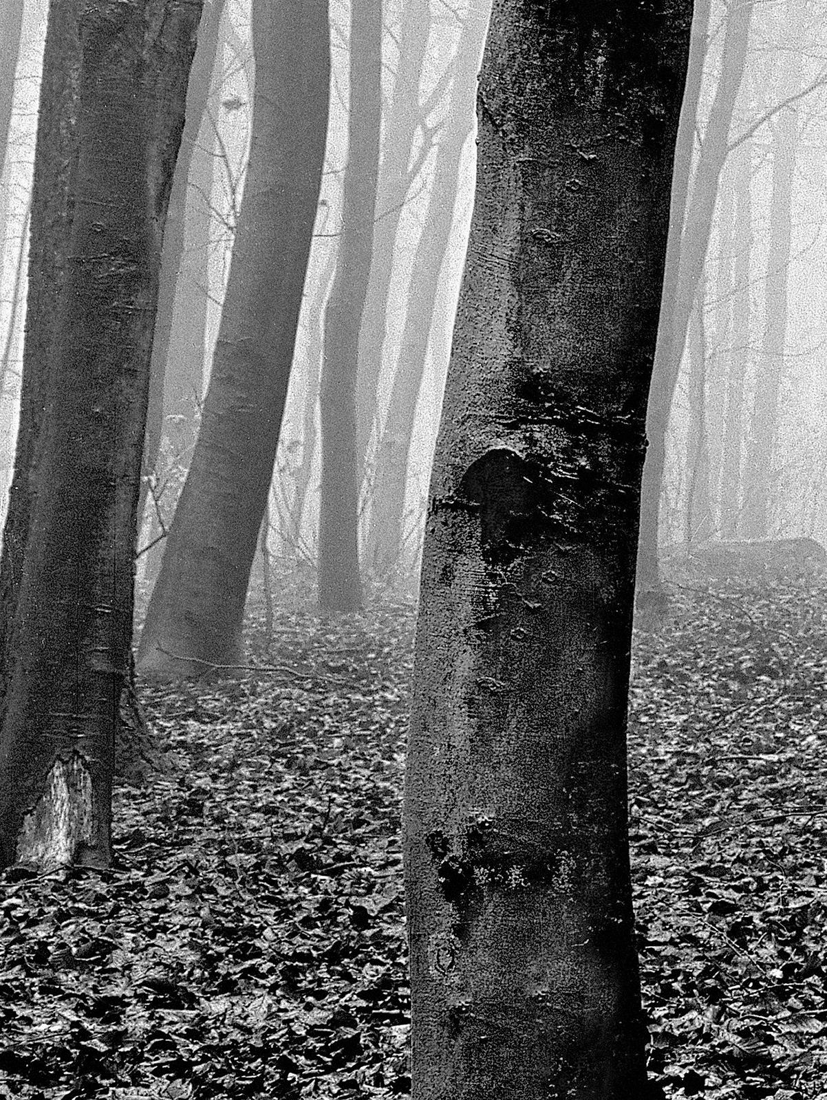  Wood  - Signed limited edition archival pigment print, 1981   -  Edition of 5

This image was captured on film. The negative was scanned creating a digital file which was then printed on Hahnemühle Photo Rag® Baryta 315 gsm (Acid- and lignin-free