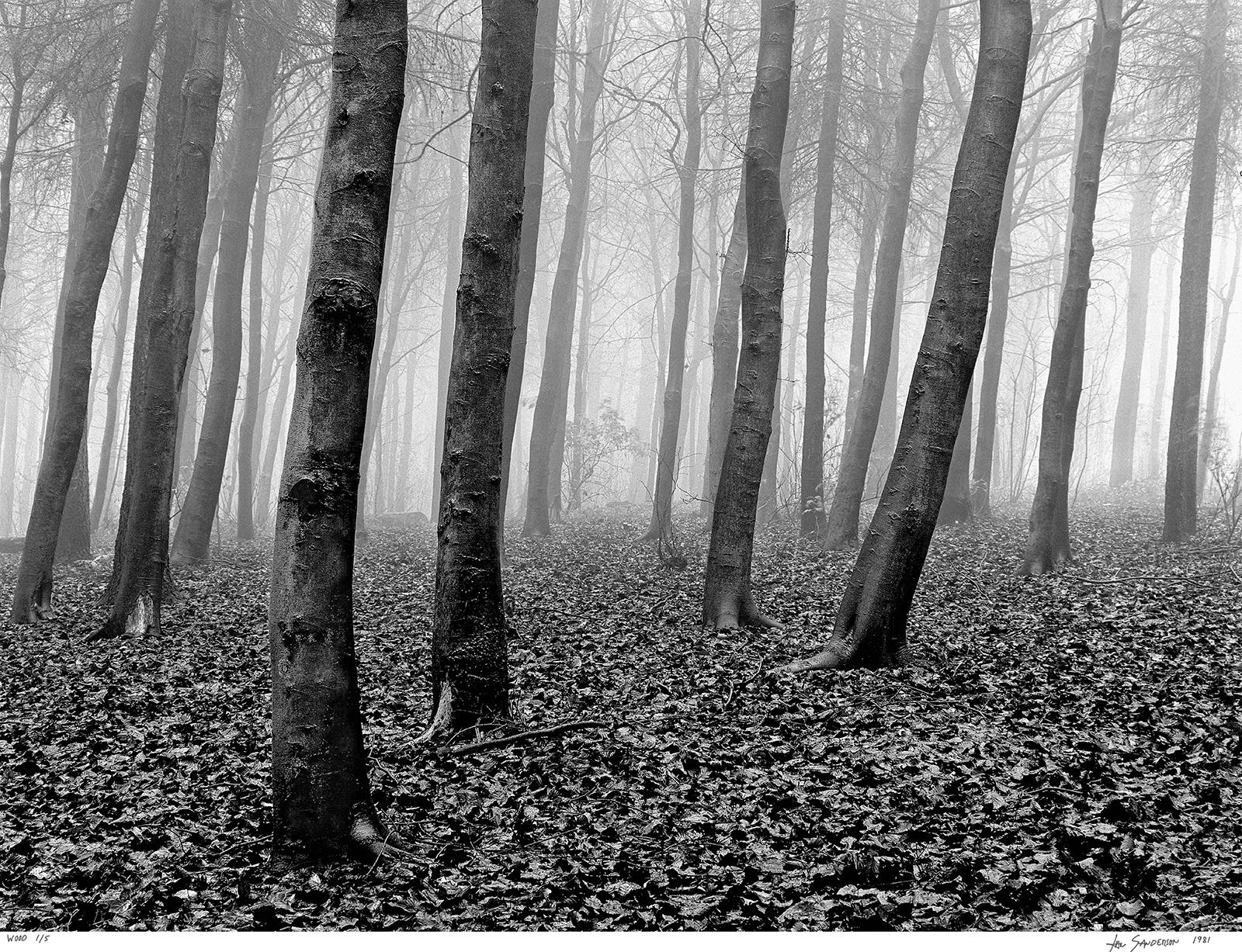 Wood- Stampa firmata in edizione limitata di natura morta, Foto in bianco e nero, Paesaggio, Natura - Black and White Photograph Grigio di Ian Sanderson