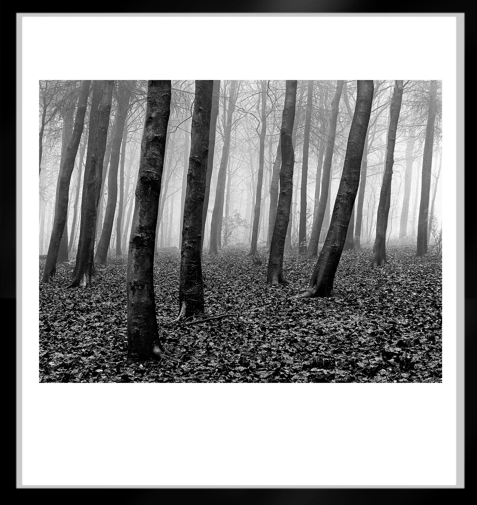 Wood- Signed limited edition nature print, Black white, Landscape, Contemporary For Sale 1
