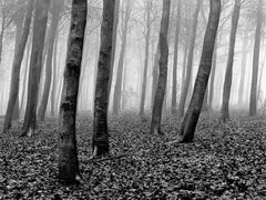 Holz – signierter Naturdruck in limitierter Auflage, Schwarz-Weiß, Landschaft, Zeitgenössisch