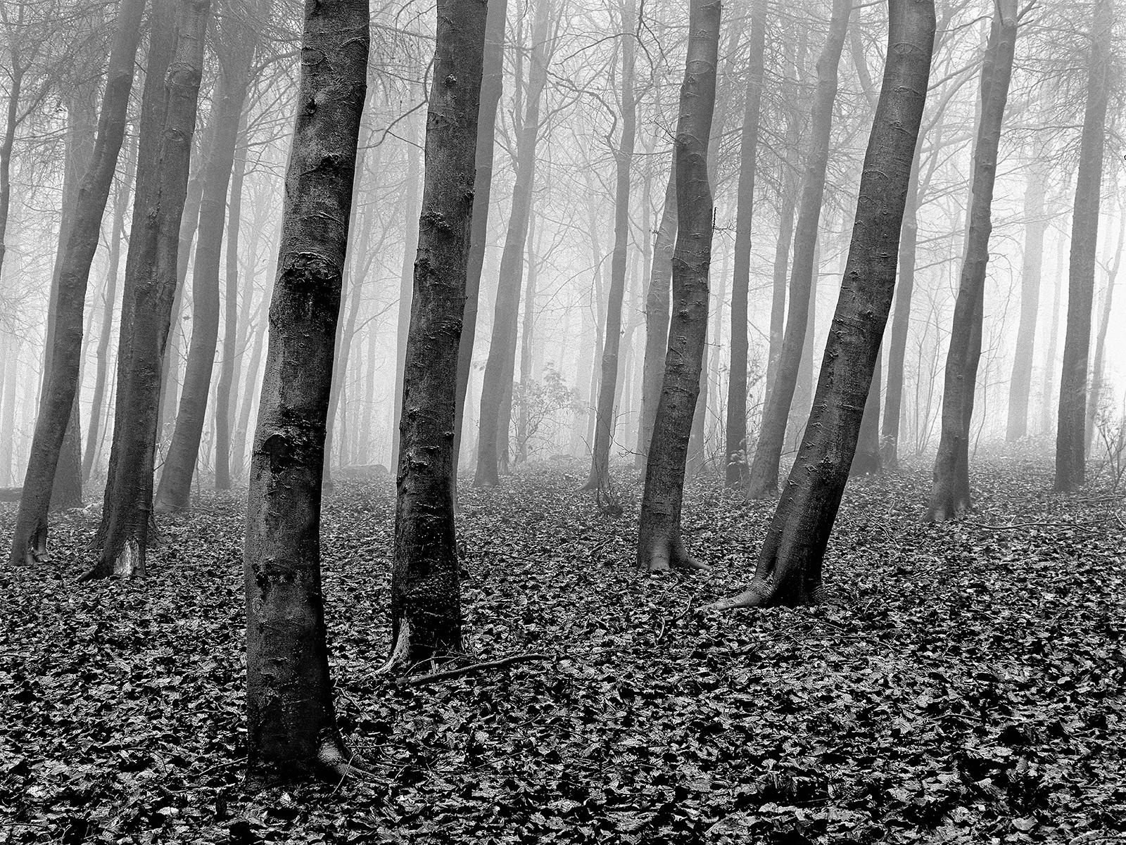 Holz – signierter Stilllebendruck in limitierter Auflage, Schwarz-Weiß-Foto, Landschaft, Natur