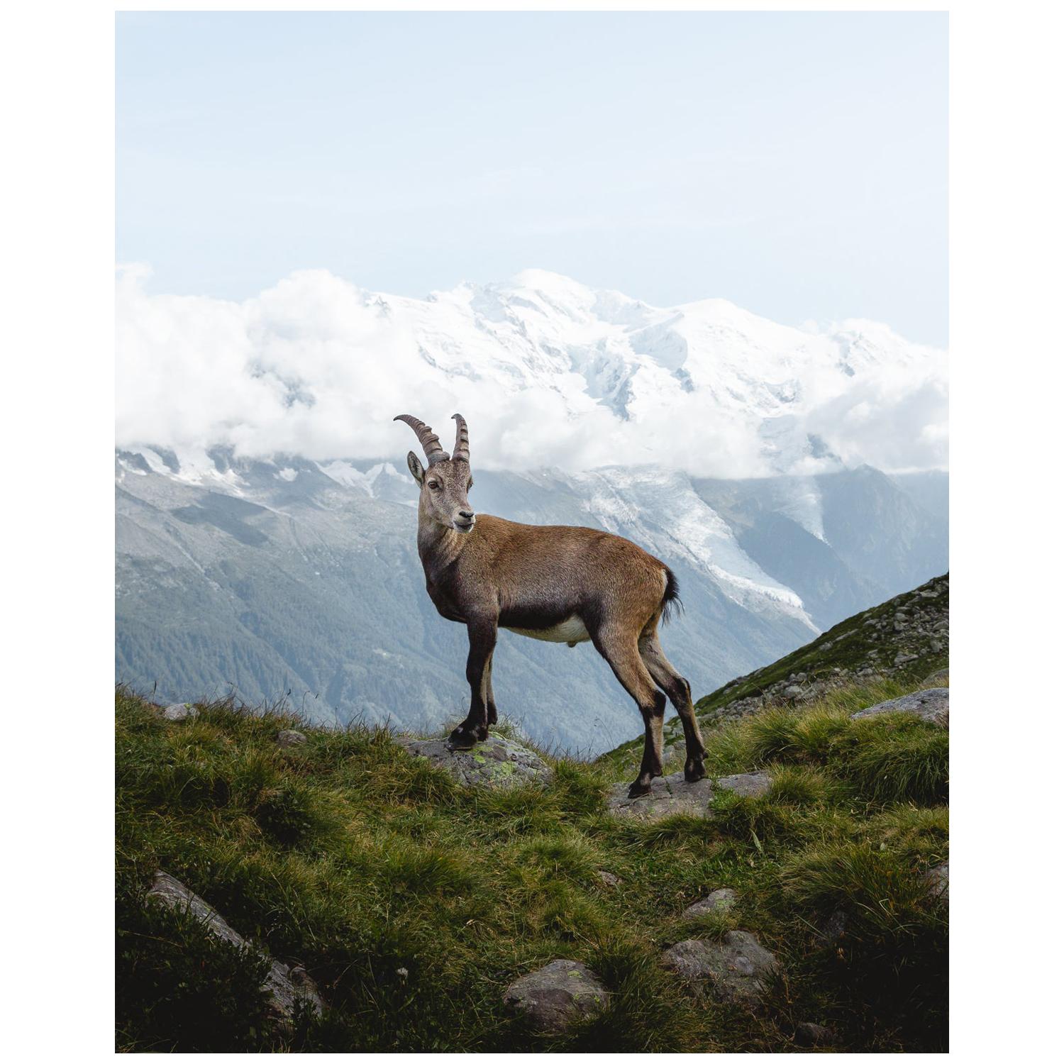 Steinbock Mont Blanc von Christiaan Nies