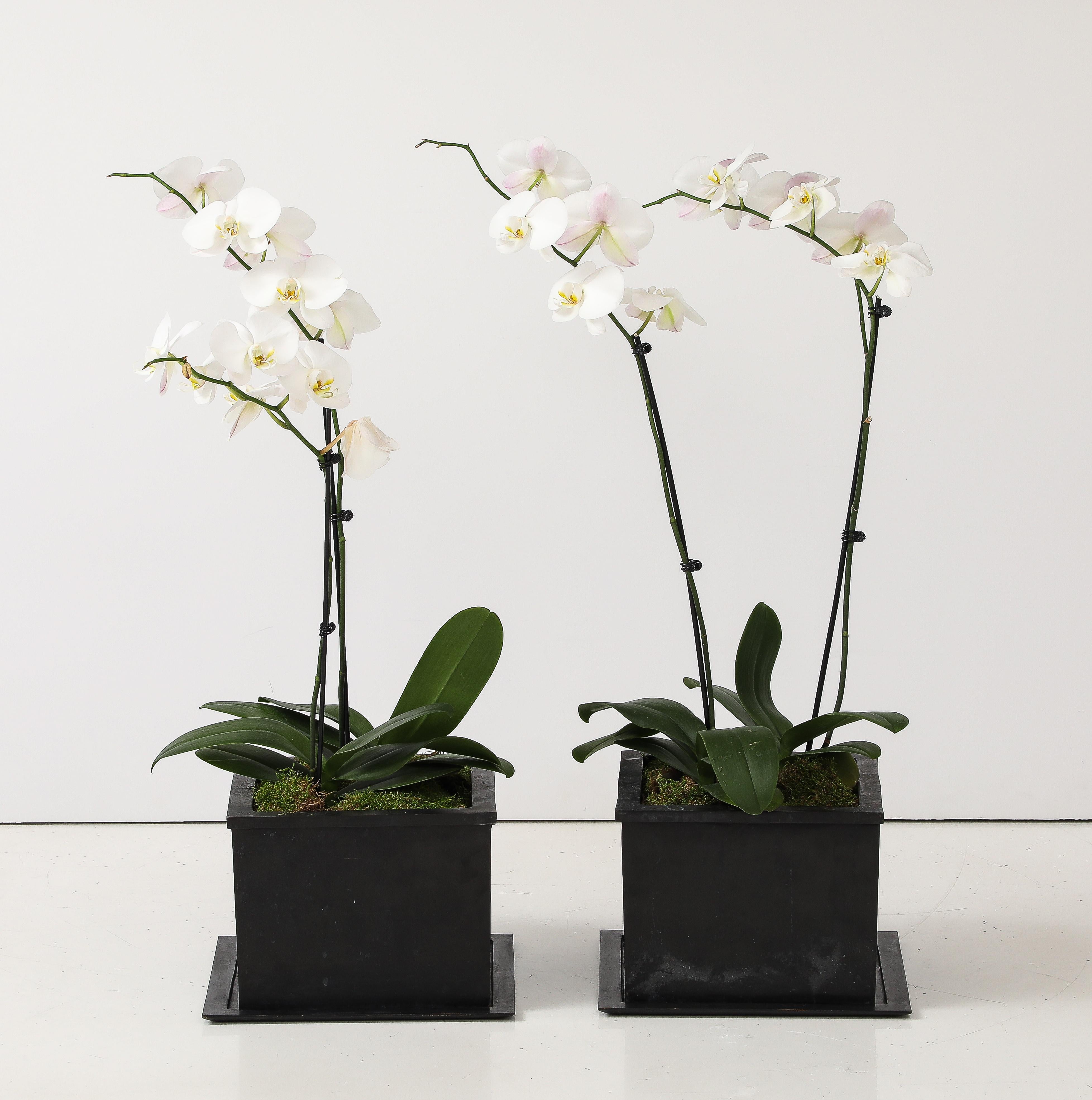 Les jardinières en bronze sont l'œuvre de l'artiste IBU (décédé).

IBU jardinières en bronze coulé dans le sable, plateaux en bronze personnalisés inclus, signés, numérotés

Karl Lagerfeld les a utilisés dans l'Apt de Chanel à Paris, il y a souvent
