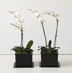 IBU Sand Cast Bronze Planters, Custom Bronze Trays, France, signed, numbered