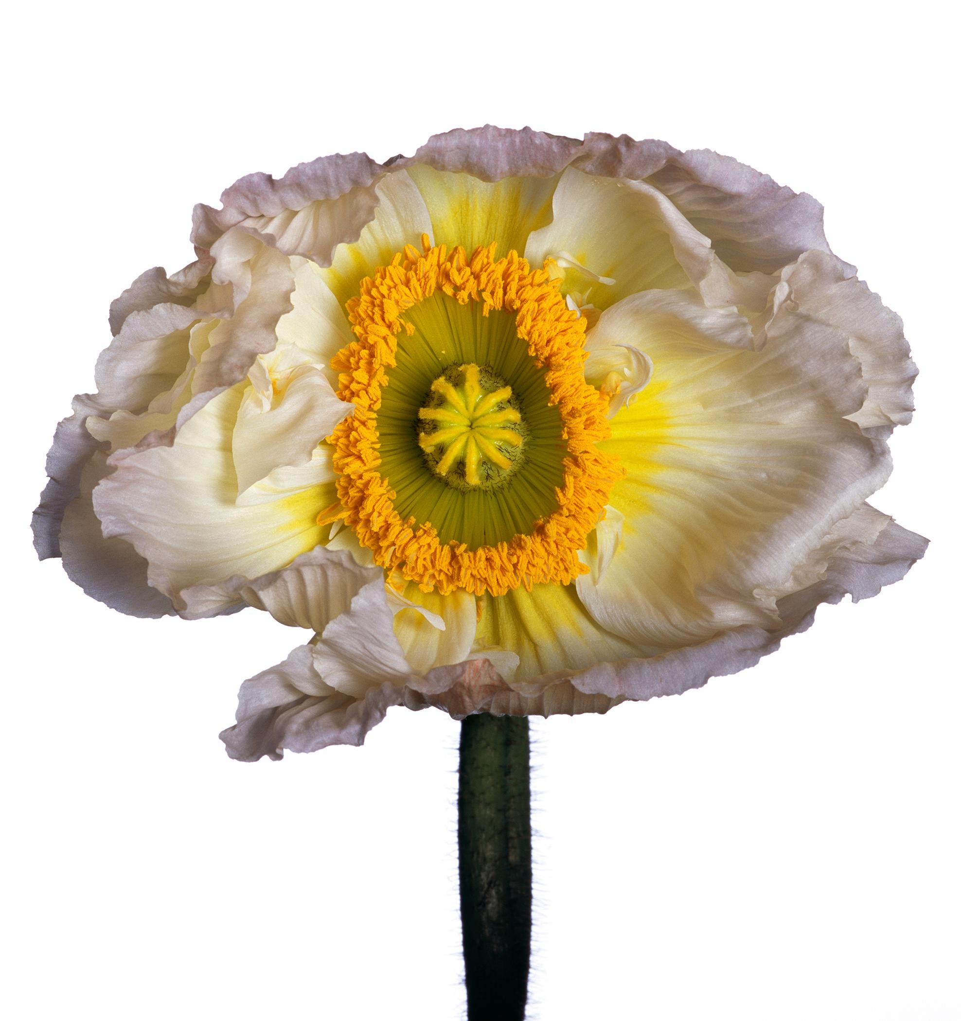 Moderne « Iceland Poppy ‘B’ » de Michael Zeppetello en vente
