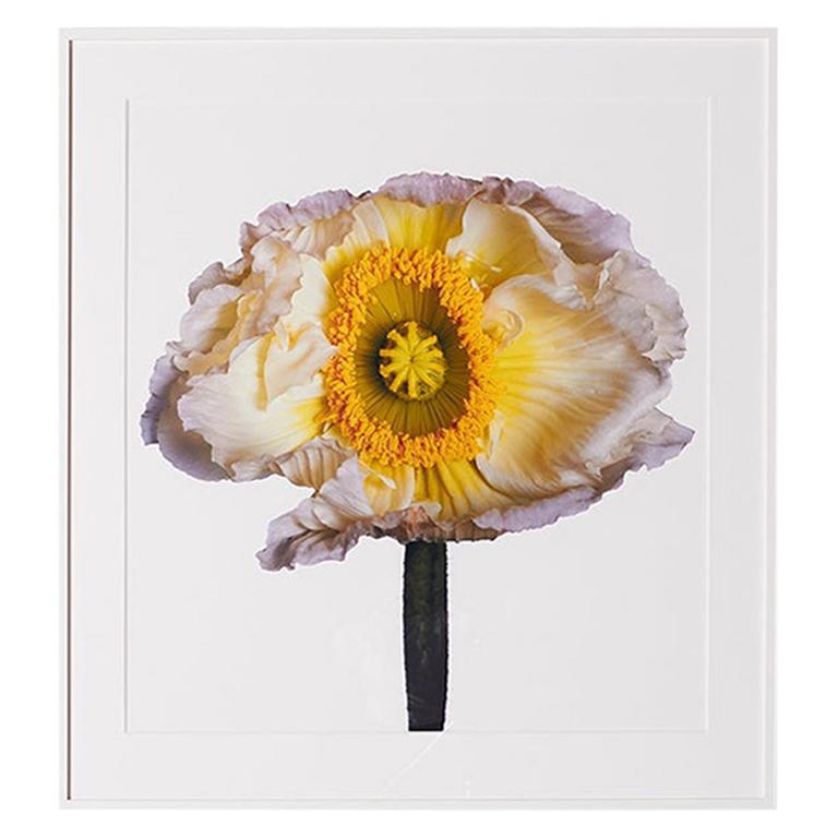 Iceland Poppy (B) by Michael Zeppetello
A photograph of an Iceland Poppy by Michael Zeppetello in a custom wood frame lacquered white with 5 ply rag mat.
Photographed on Fujifilm Fujichrome Velvia, 100 ASA, Color transparency film
archival