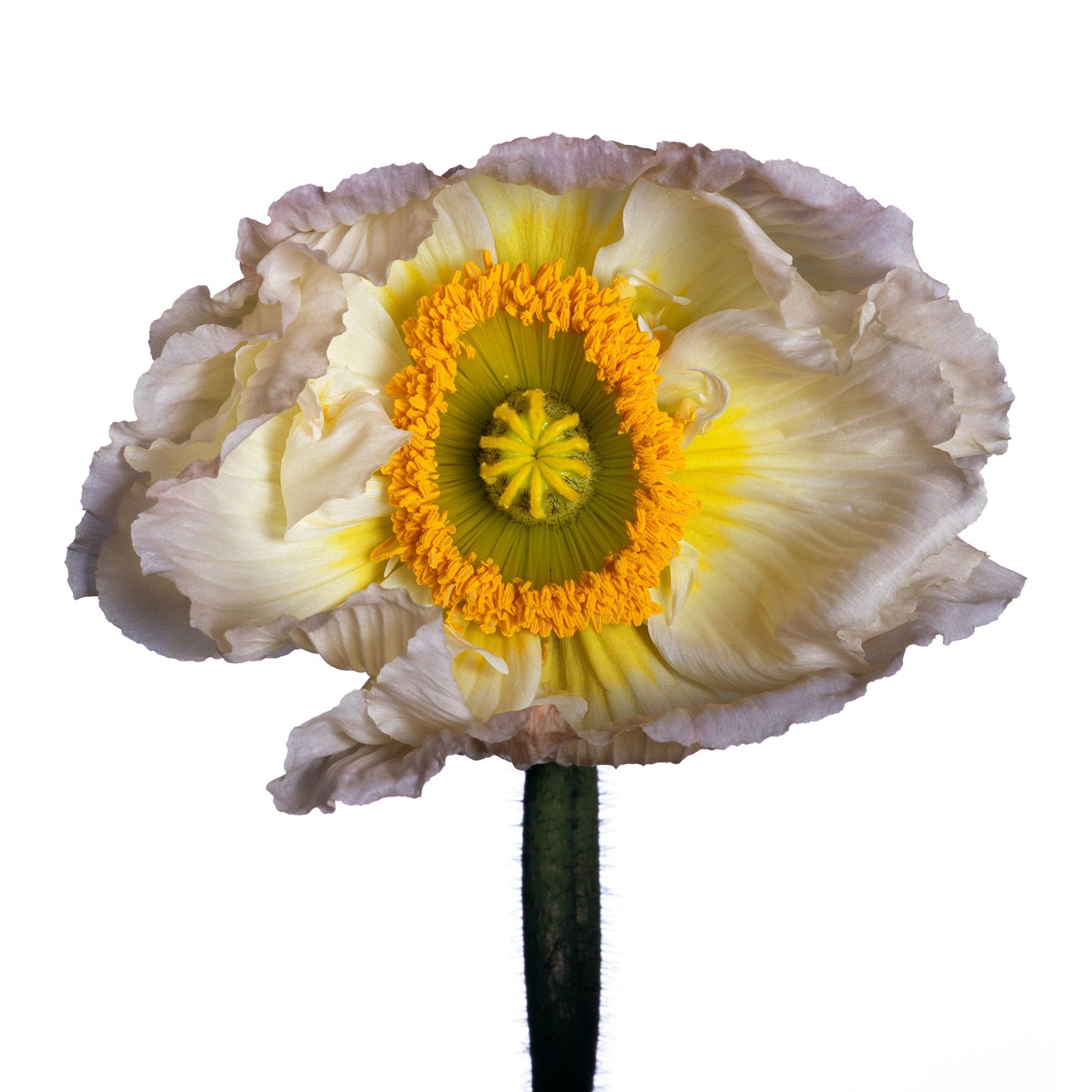 Iceland Poppy ‘B’ by Michael Zeppetello For Sale
