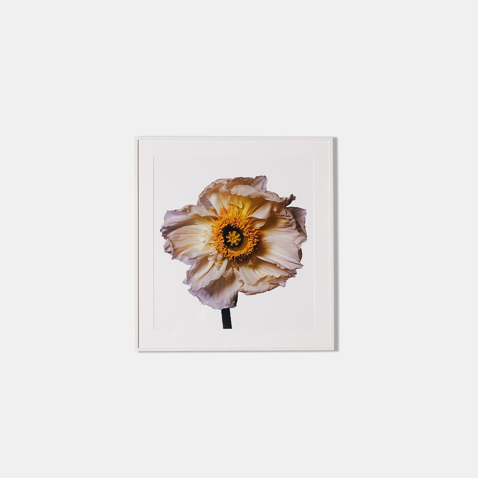 A photograph of an Iceland Poppy (E) by Michael Zeppetello in a custom wood frame lacquered white with 5 ply rag mat.
Photographed on Fujifilm Fujichrome Velvia, 100 ASA, color transparency film
Archival pigment prints, printed on Hahnemuehle