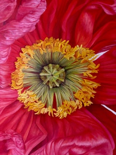 Iceland Poppy Framed Oil on Canvas by Shelly Gurton Titled "Riva"