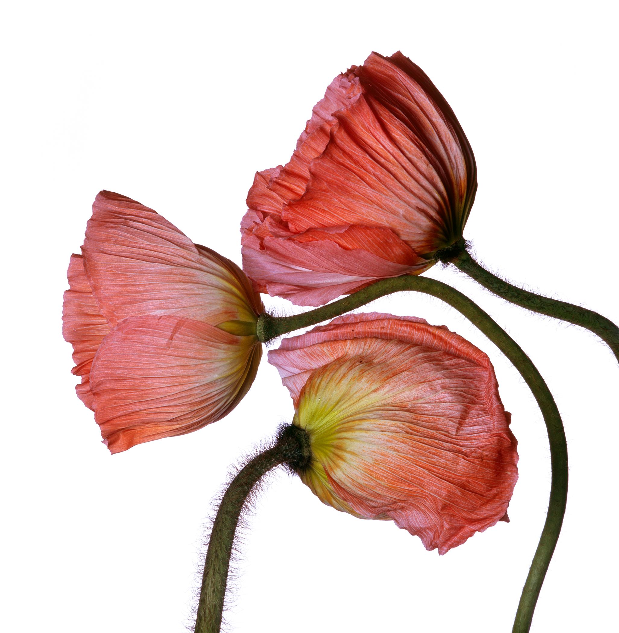American Iceland Poppy 'M' by Michael Zeppetello