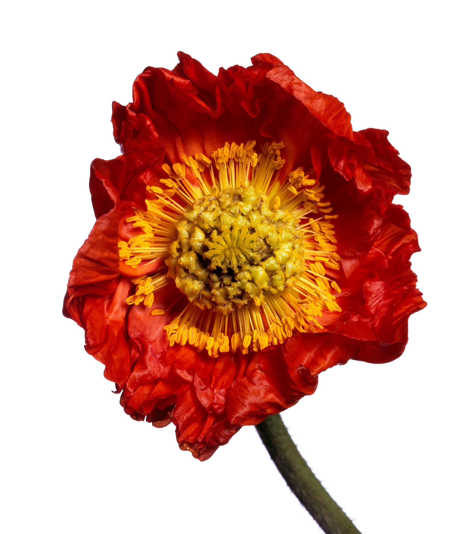 American Iceland Poppy 'R' by Michael Zeppetello For Sale