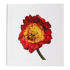 Amapola de Islandia "R" de Michael Zeppetello