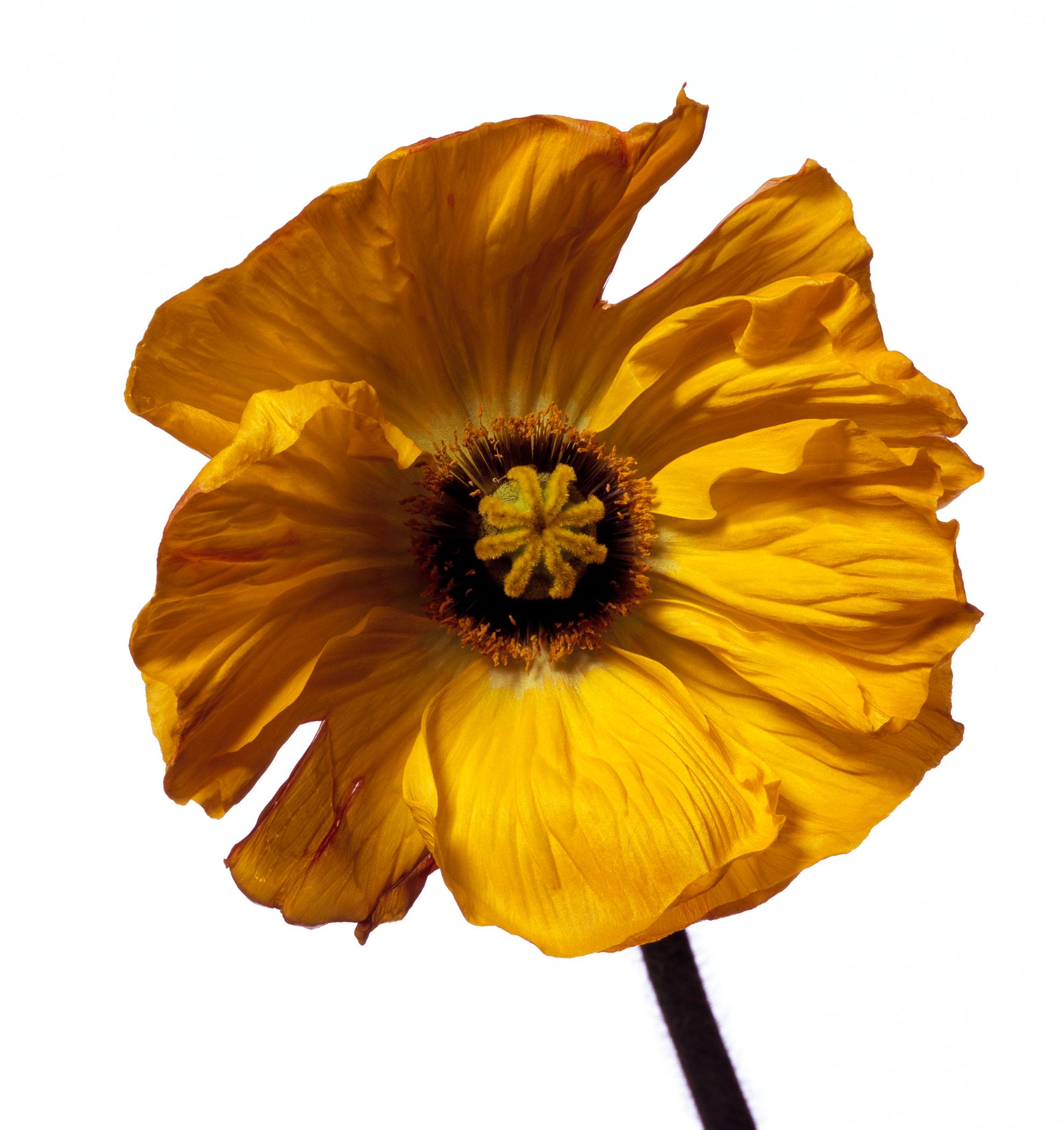 American Iceland Poppy 'Y' by Michael Zeppetello For Sale