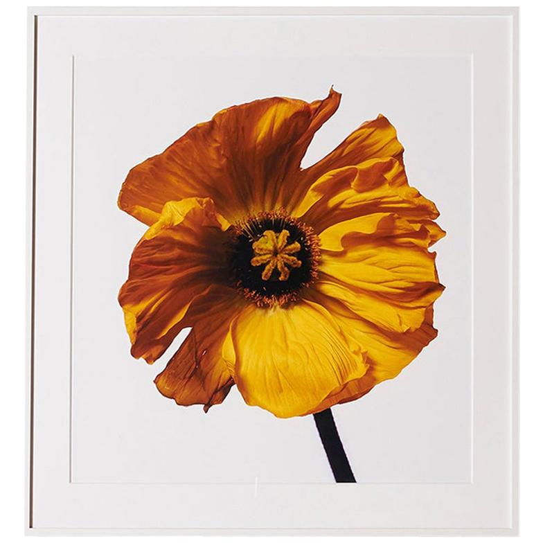 Iceland Poppy (Y) by Michael Zeppetello
A photograph of an Iceland Poppy by Michael Zeppetello in a custom wood frame lacquered white with 5 ply rag mat.
Photographed on Fujifilm Fujichrome Velvia, 100 ASA, Color Transparency Film
Archival