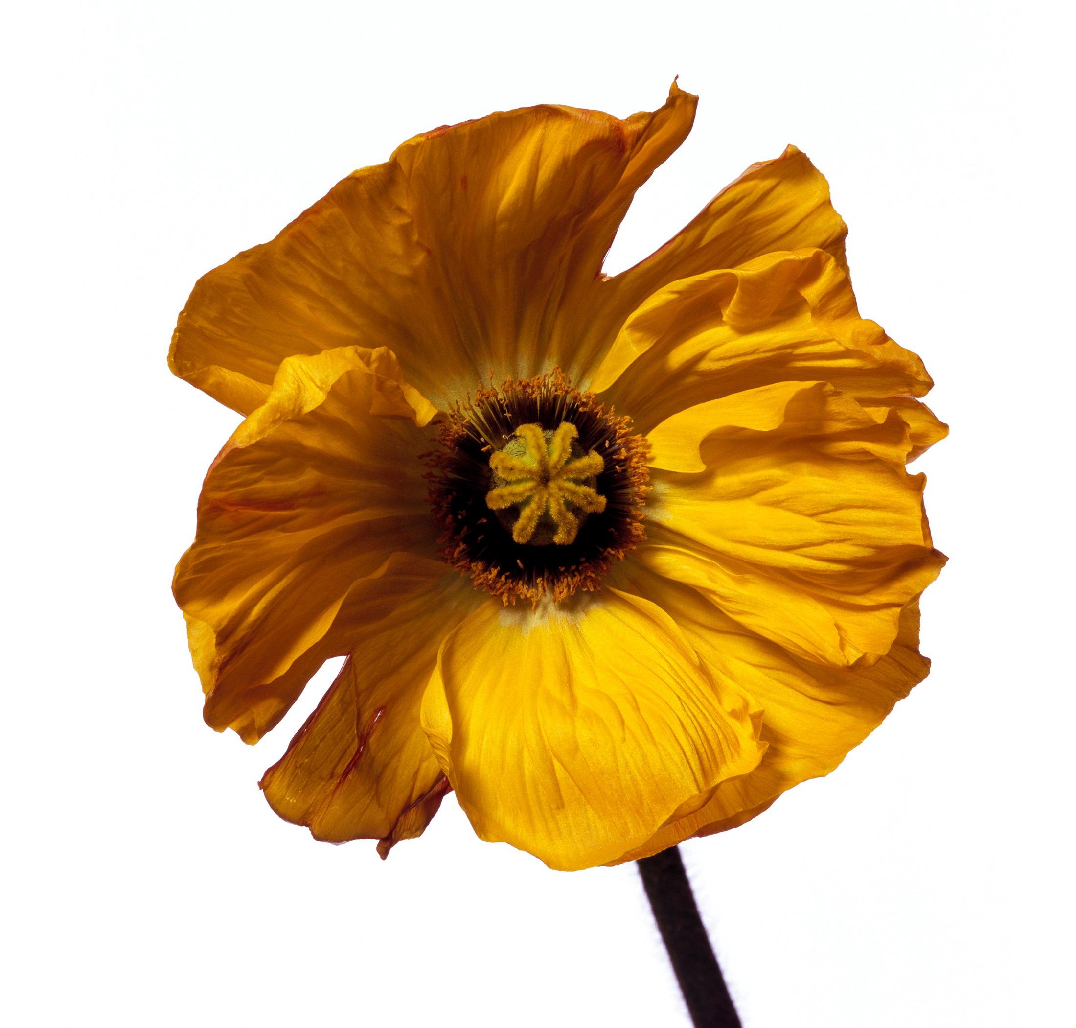 Iceland Poppy 'Y' by Michael Zeppetello