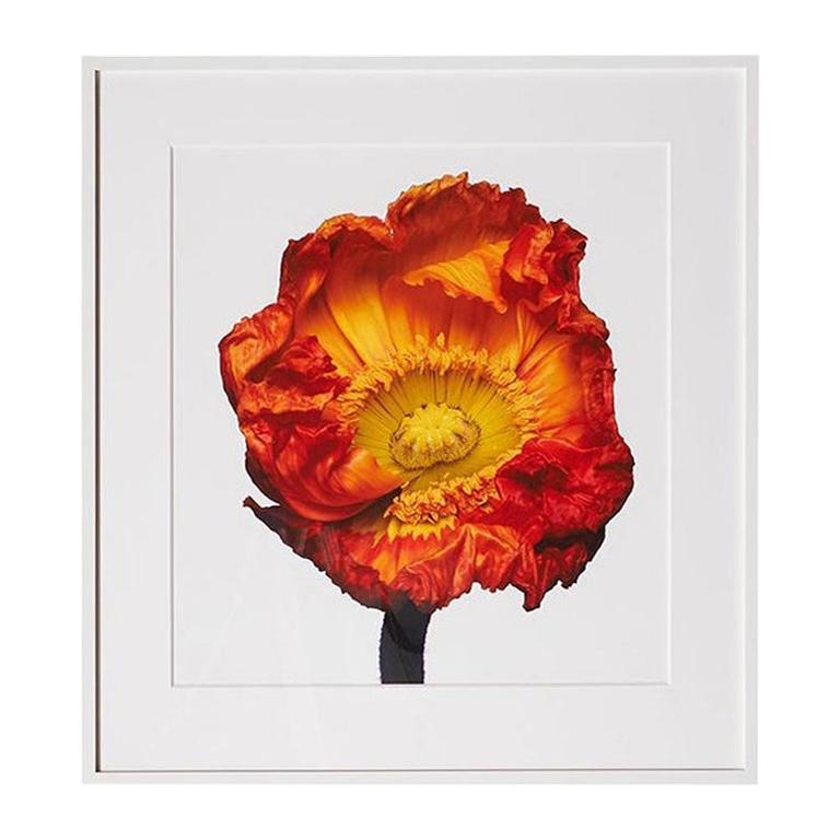Iceland poppy (Z) by Michael Zeppetello
A photograph of an Iceland poppy (Z) by Michael Zeppetello in a custom wood frame lacquered white with 5 ply rag mat.
Photographed on Fujifilm Fujichrome Velvia, 100 ASA, color transparency film
Archival