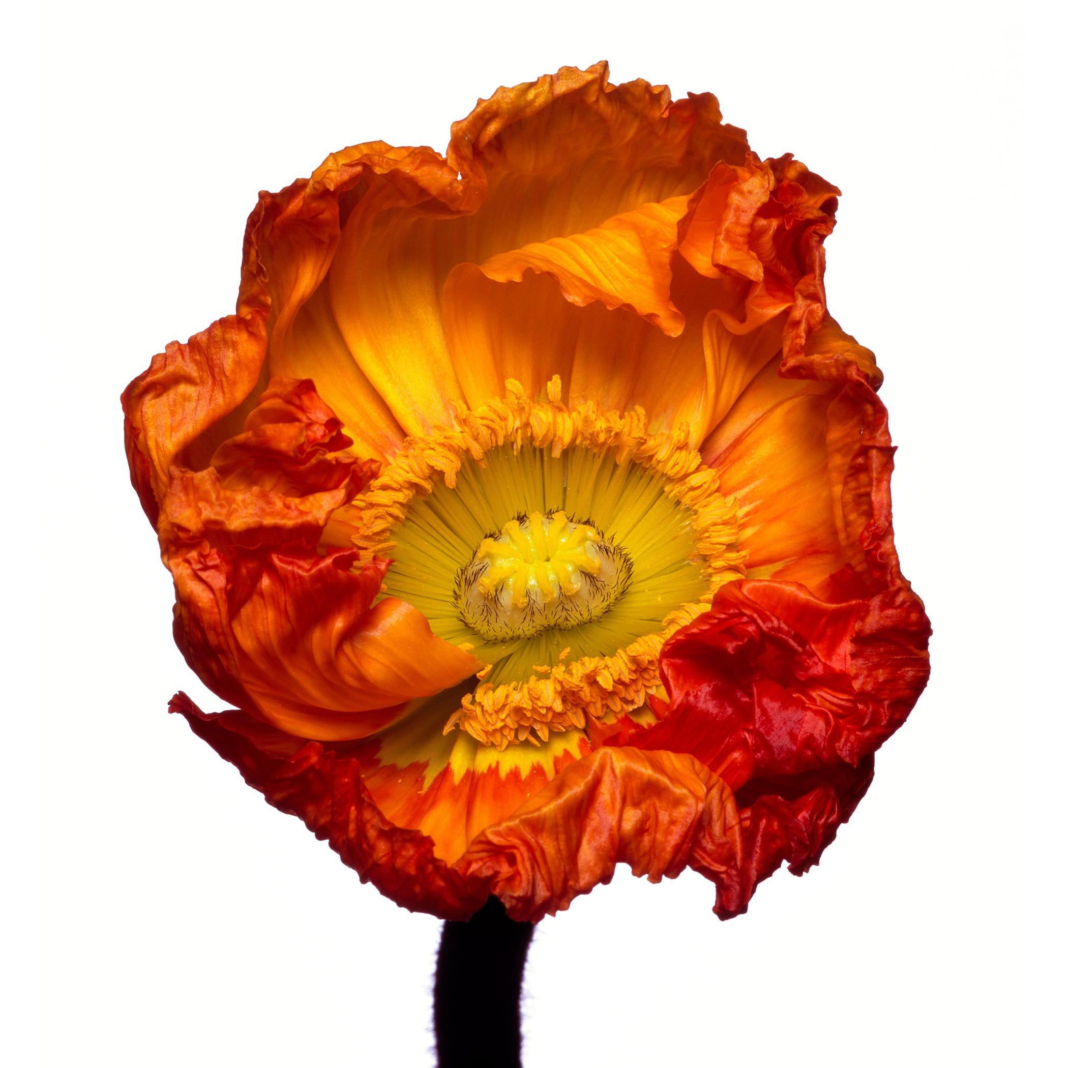 Iceland Poppy 'Z' by Michael Zeppetello For Sale