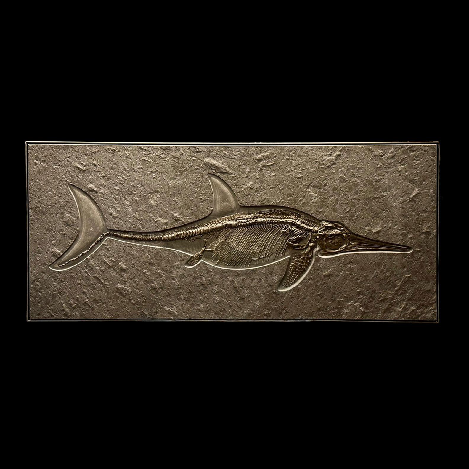 Dieses bemerkenswerte Ichthyosaurier-Fossil ist ein beeindruckendes Beispiel für ein vollständig artikuliertes Meeresreptil aus der Jurazeit vor etwa 180 Millionen Jahren, das in einer großen, natürlichen Matrixplatte erhalten ist. Mit exquisiten