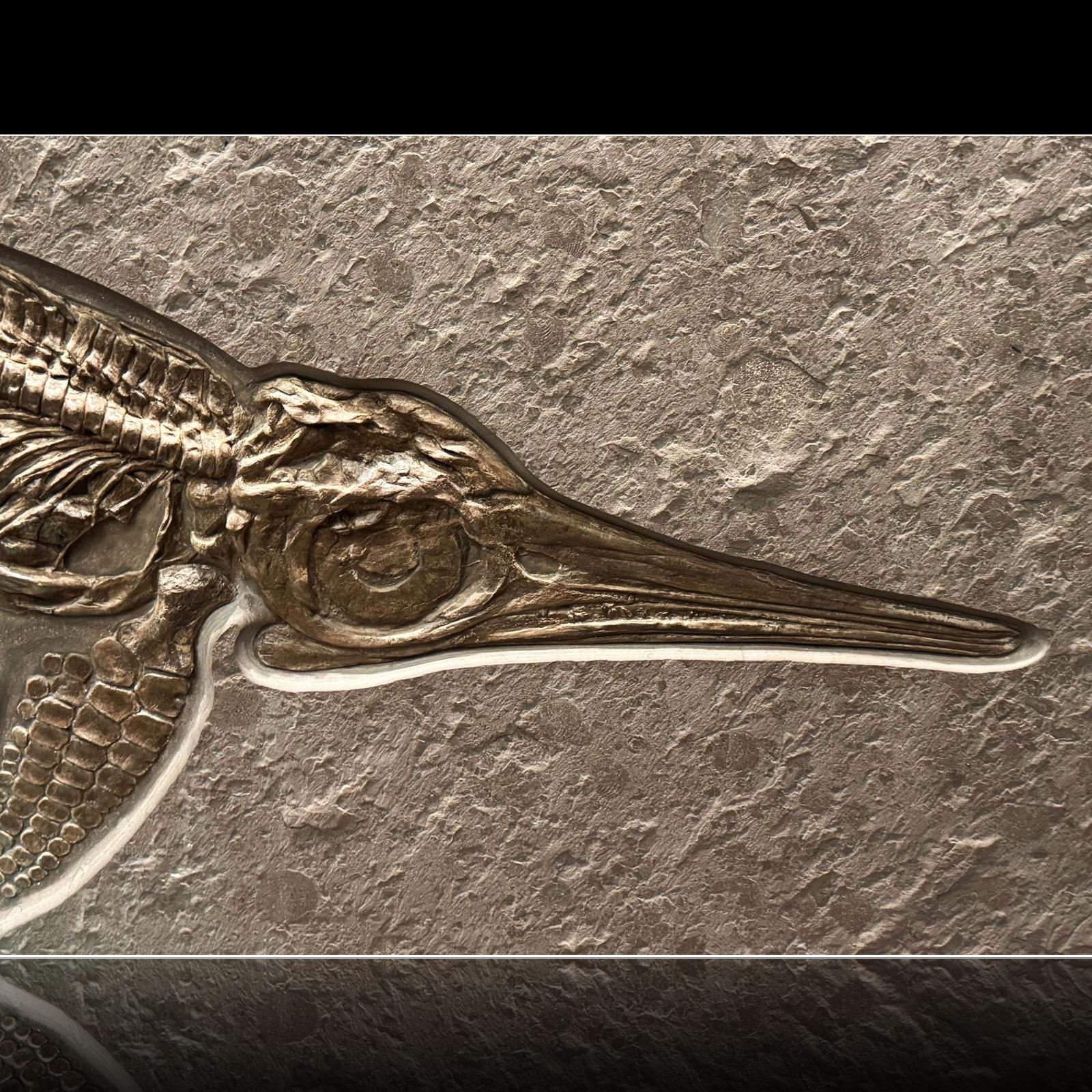 Ichthyosaurier-Fossil aus Deutschland (18. Jahrhundert und früher) im Angebot