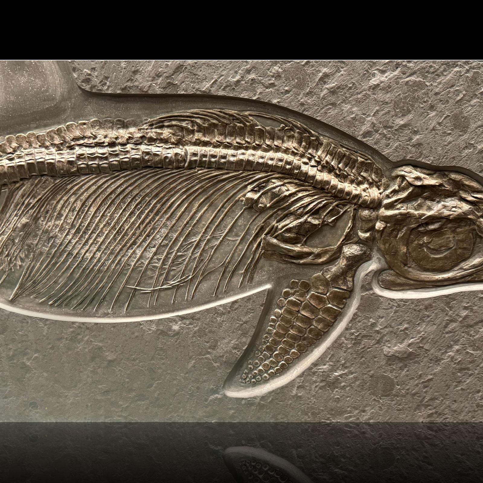 Ichthyosaurier-Fossil aus Deutschland (Sonstiges) im Angebot