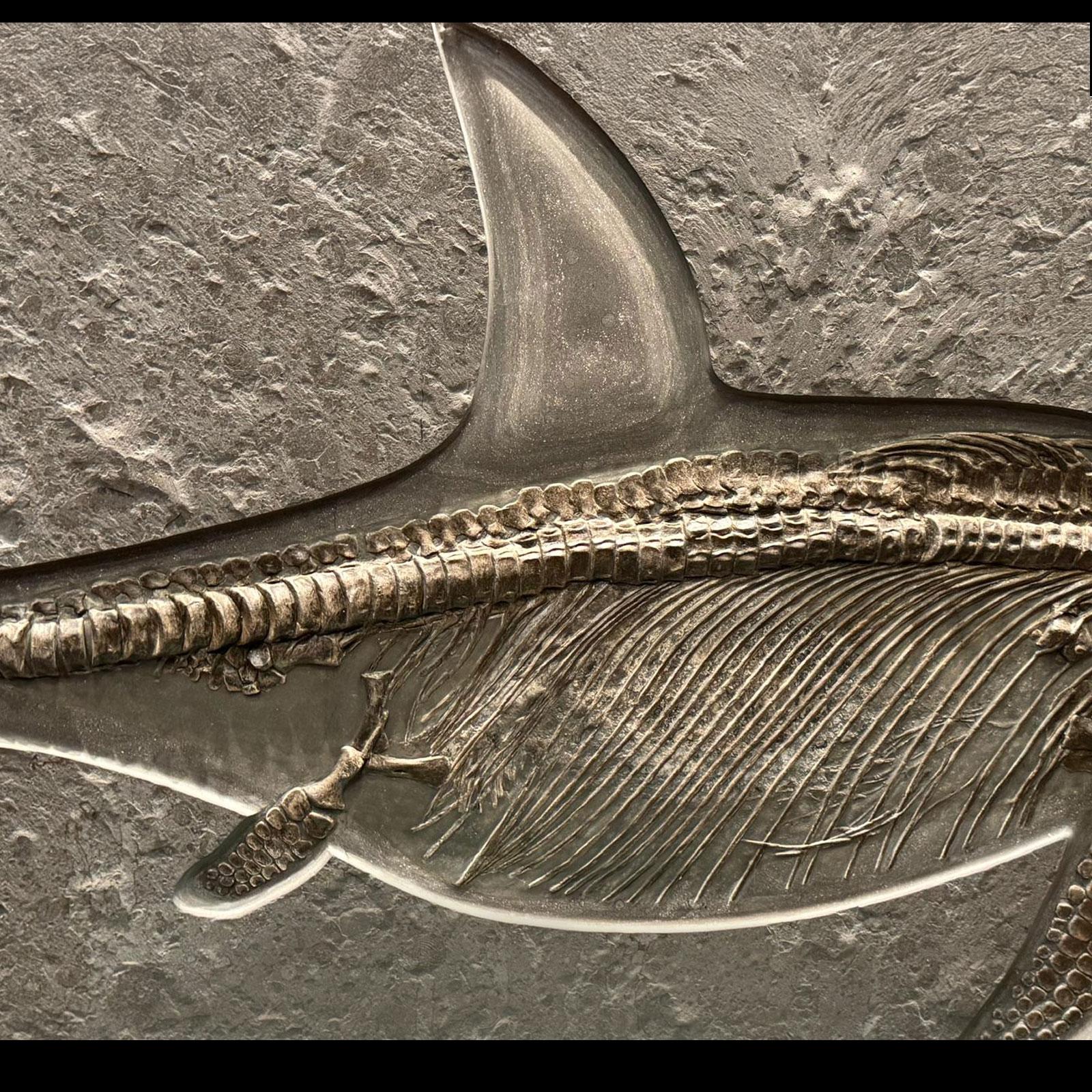 Ichthyosaurier-Fossil aus Deutschland im Angebot 1