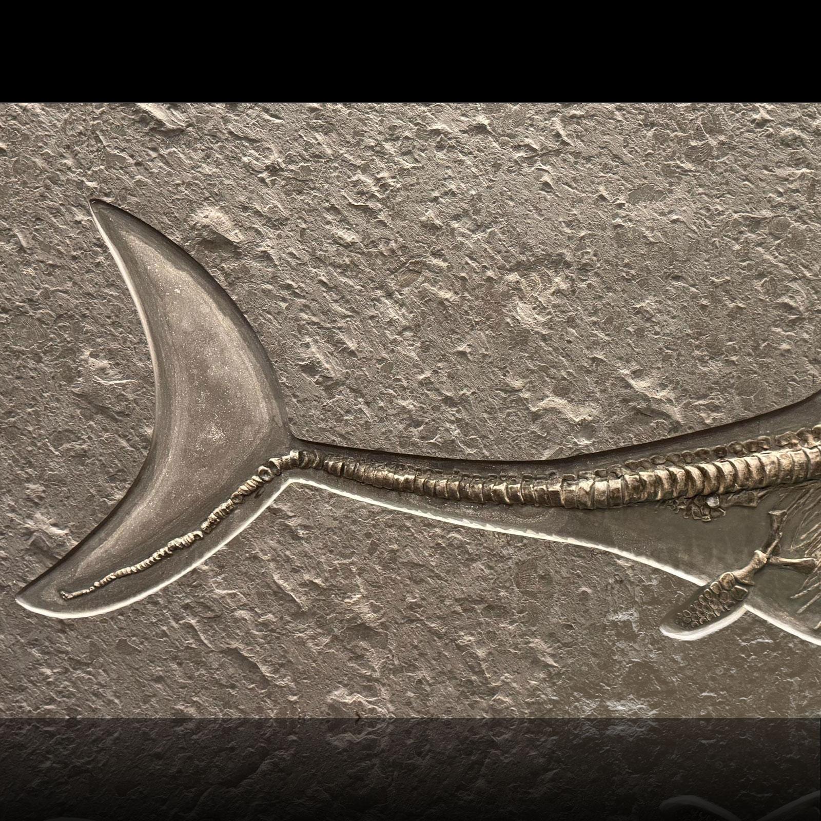 Ichthyosaurier-Fossil aus Deutschland im Angebot 2