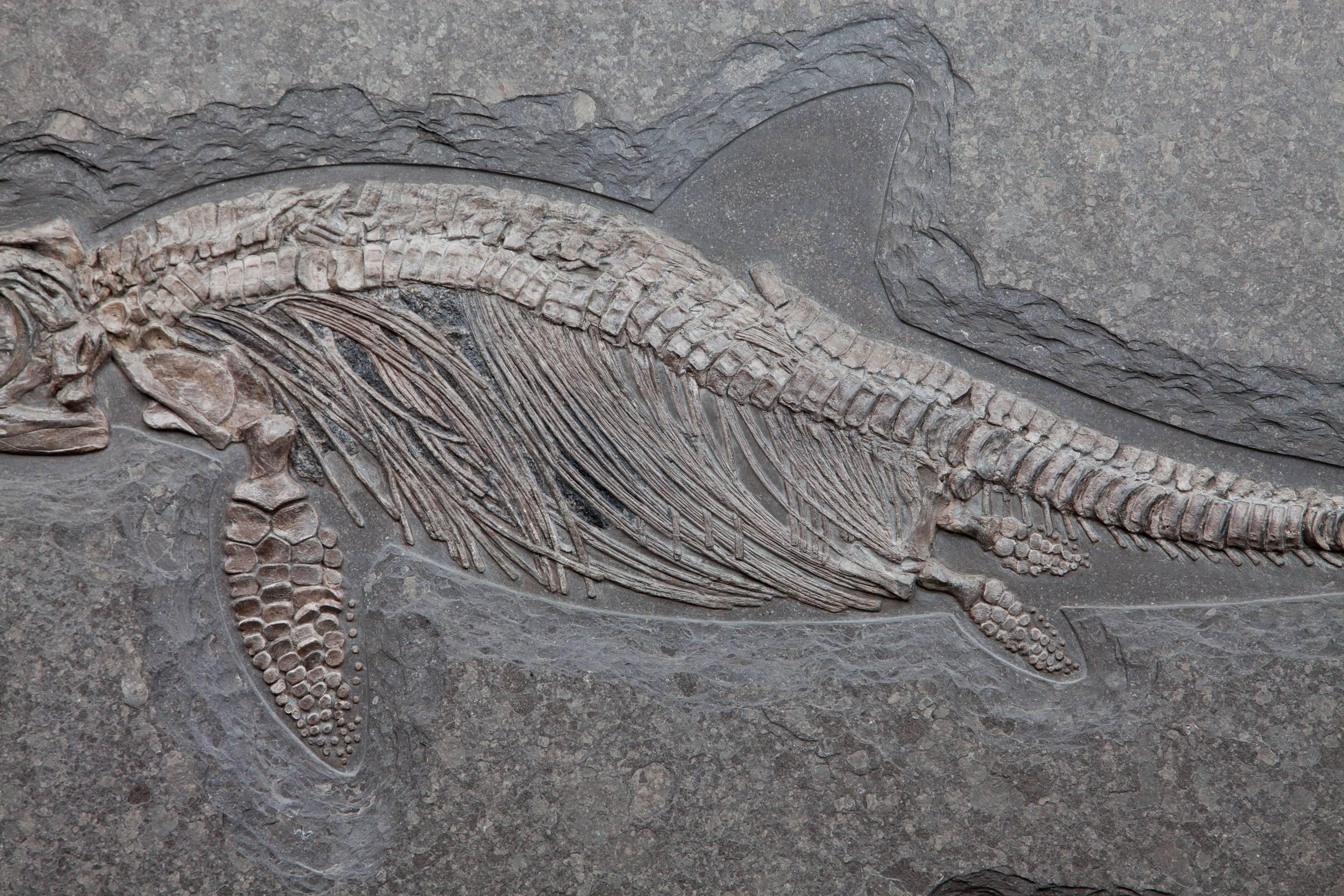ichthyosaur fossil for sale