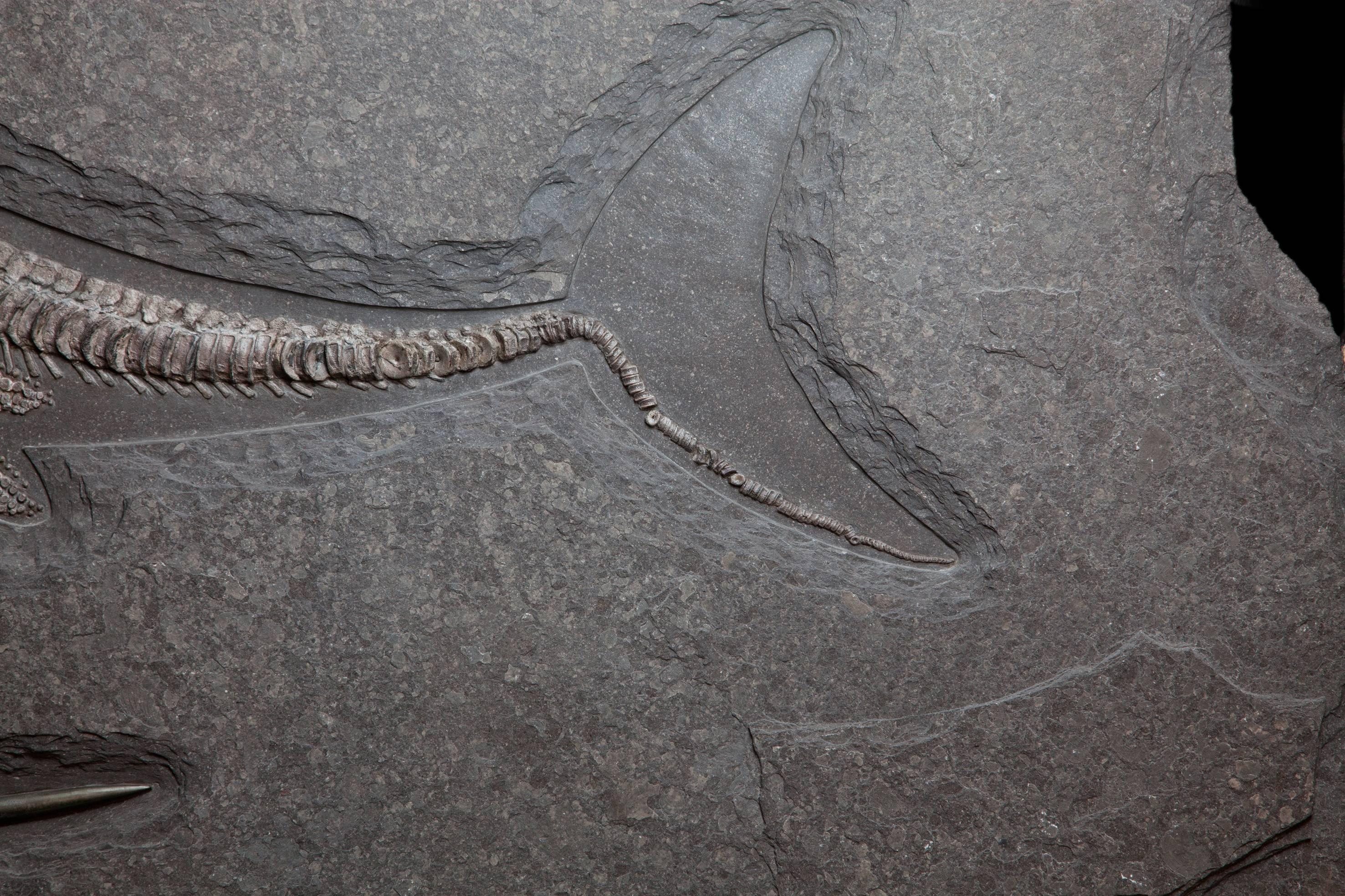 ichthyosaur for sale