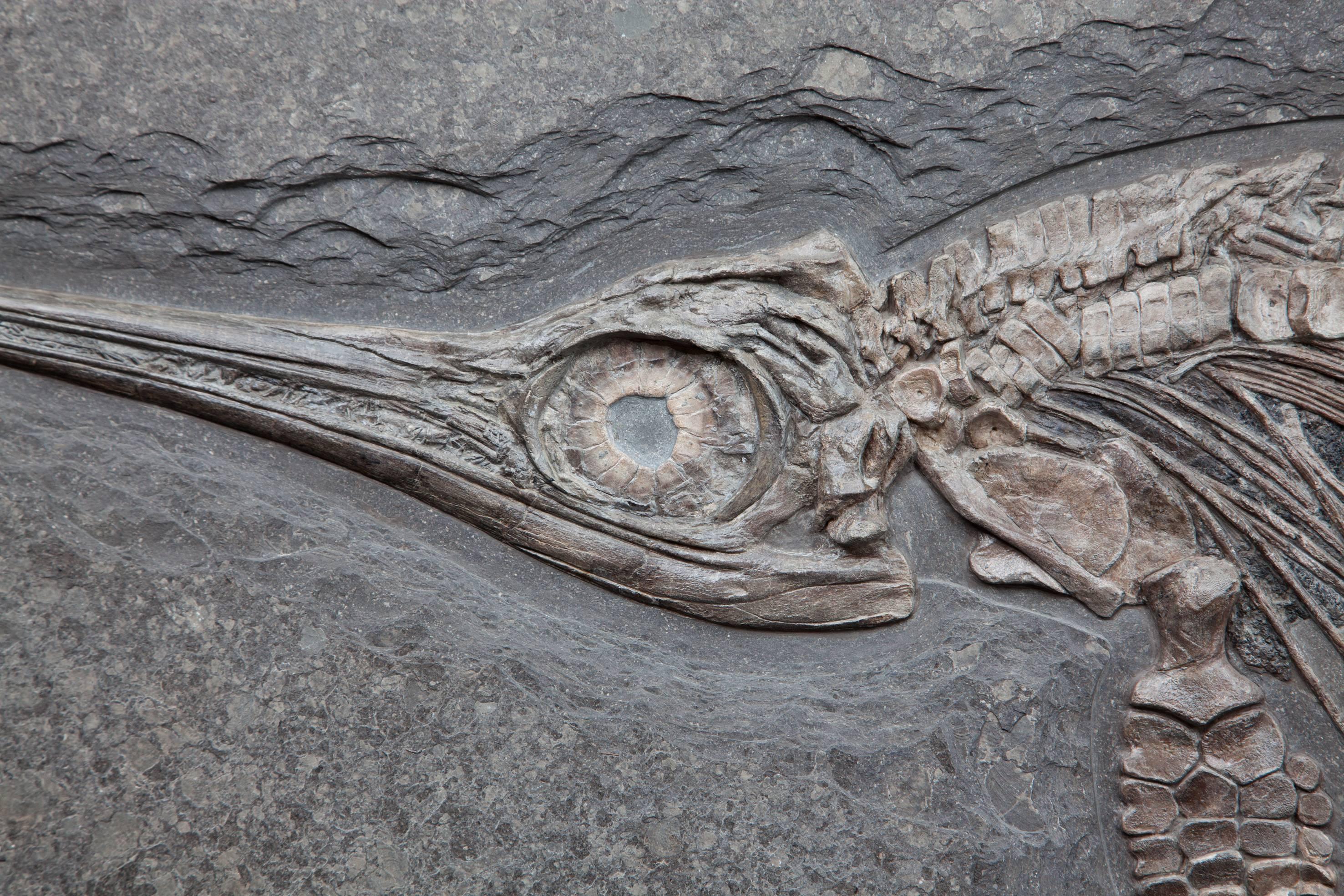 ichthyosaur fossil uk