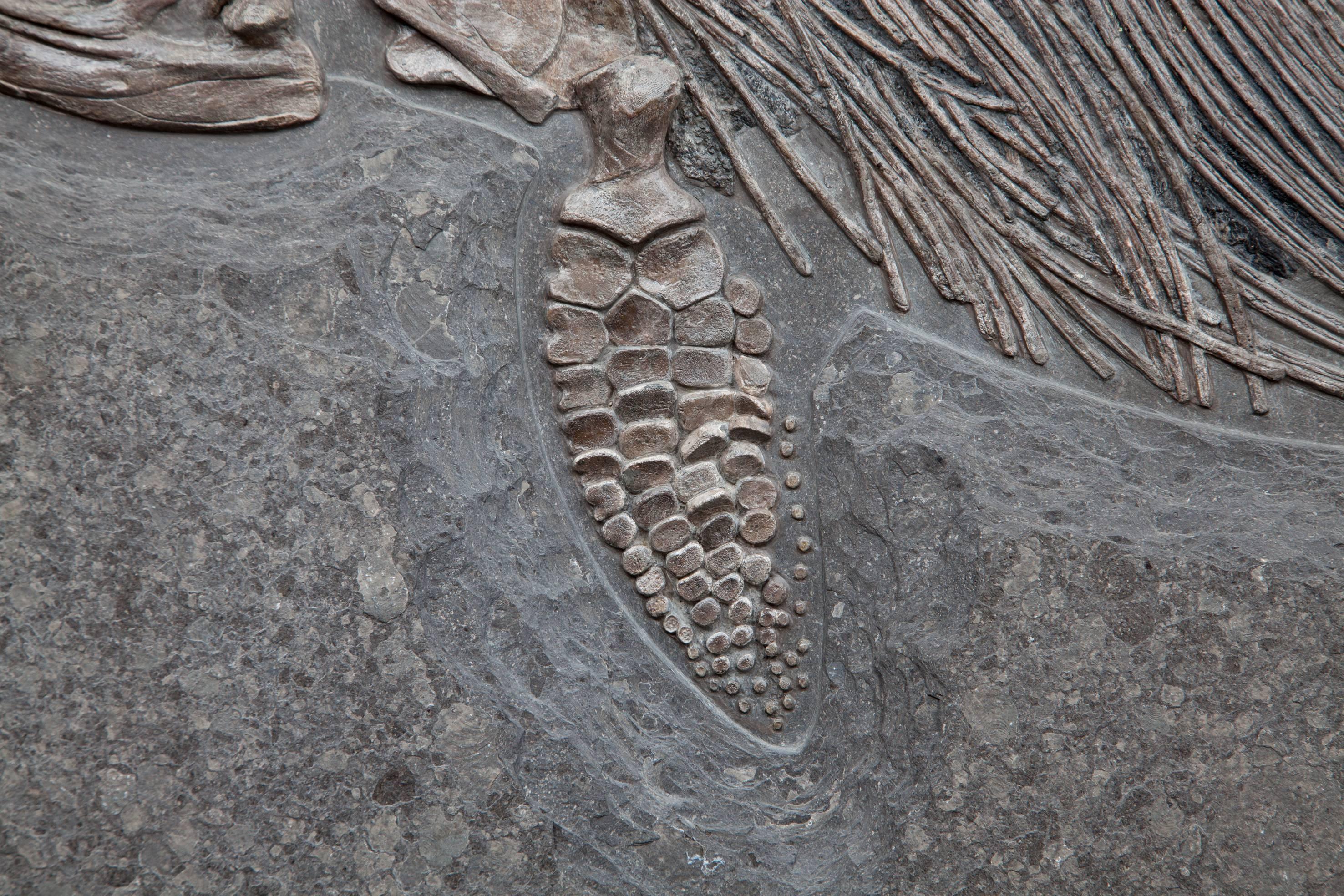 British Ichthyosaur Fossil Plate, Germany. 180 Million Years Old.