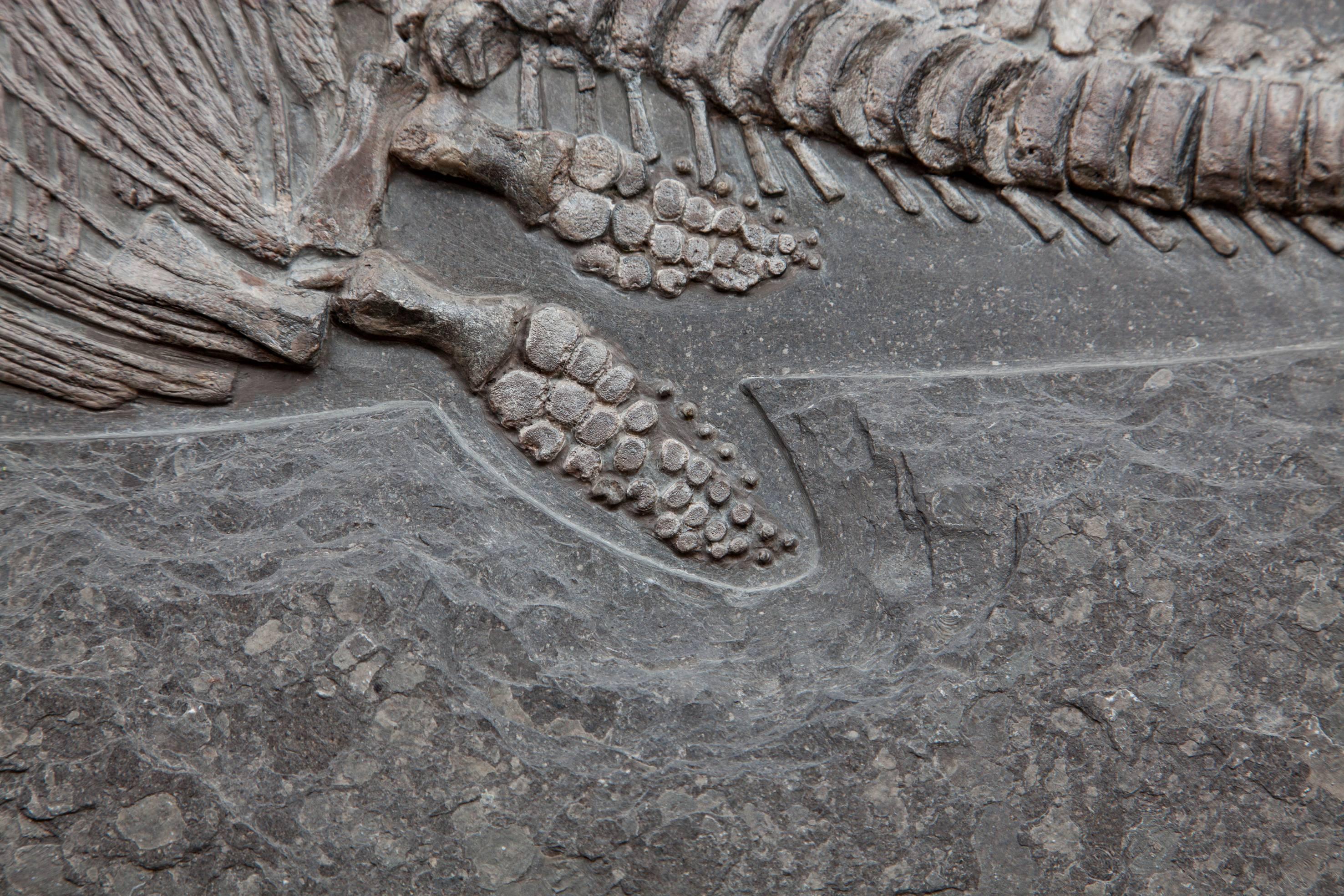 Ichthyosaur Fossil Plate, Germany. 180 Million Years Old. In Excellent Condition In London, GB