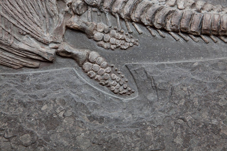 Ichthyosaur Fossil Plate, Germany. 180 Million Years Old. at 1stDibs | ichthyosaur fossil for sale, ichthyosaur for sale, ichthyosaur fossil uk
