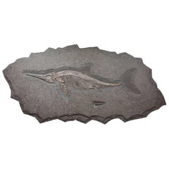 Ichthyosaur Fossil Plate, Germany. 180 Million Years Old.