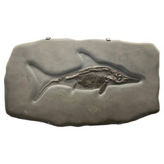 Complete Fossilised Skeleton of an Ichthyosaur in Grey Slate
