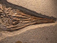 Ichthyosaurus (Stenopterygius quadriscissus) Skeleton Fossil Wall Art, Holzmaden